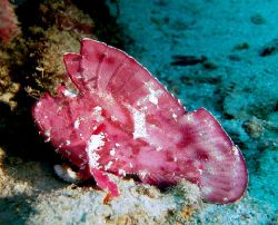 leaf fish shot in kapalai,very common in this area by Honarius Basil 